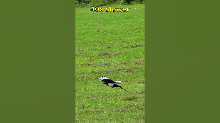 Magpie flight over the field at 40x slow-mo
