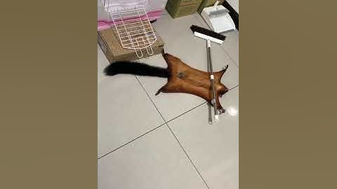 Flying squirrels plays dead for insurance. lustiges fliegendes Eichhörnchen