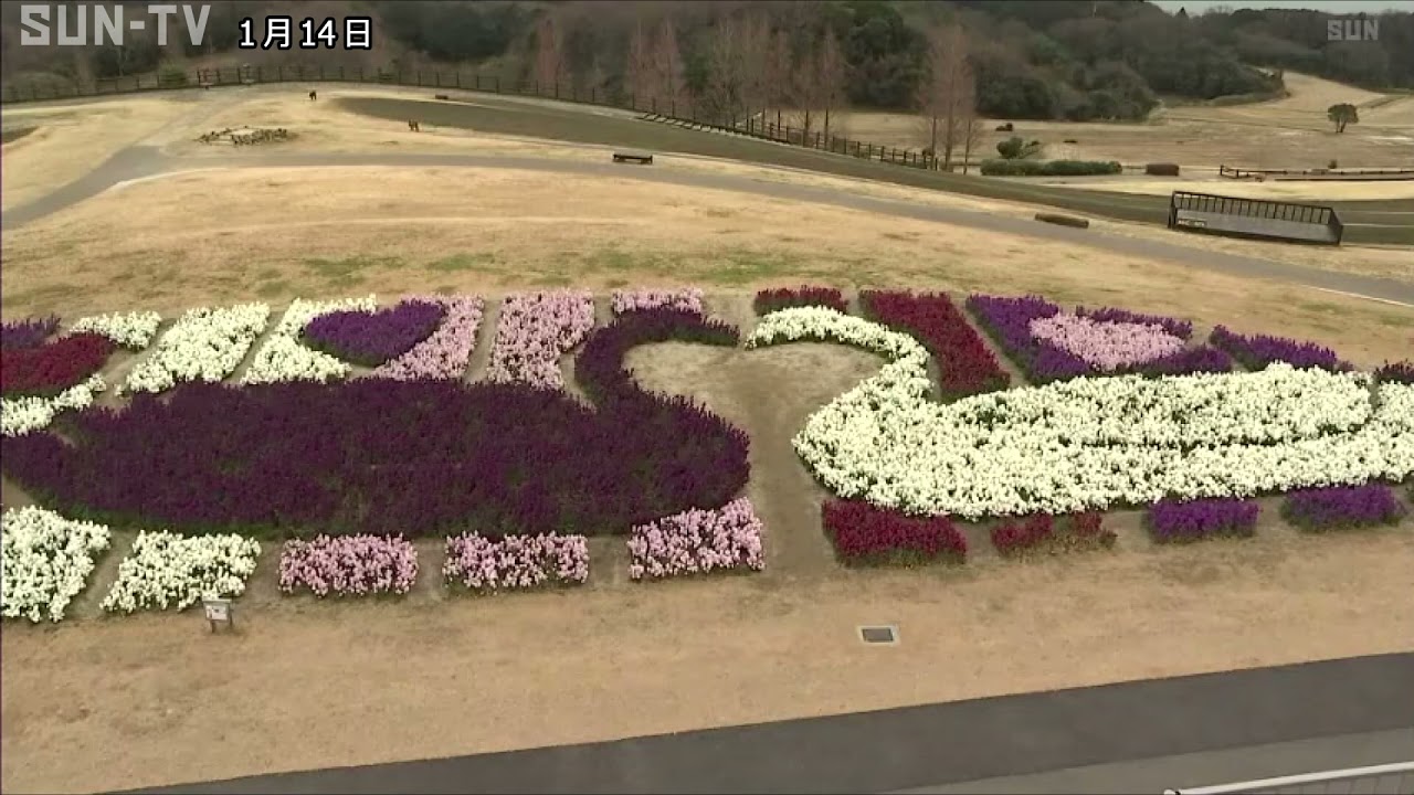 あわじ花さじきでストックの花が見頃 Youtube