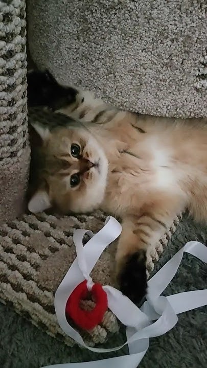 Кошка- картошка.. 🐈 - YouTube