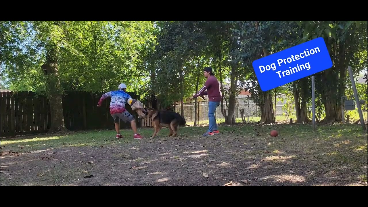 Dog Protection Training YouTube