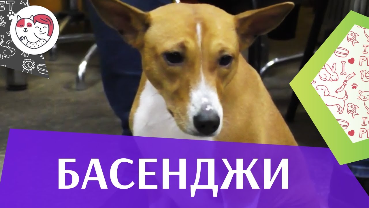 Басенджи на ilikepet. Особенности породы, уход