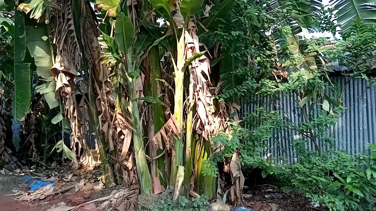 Gorgeous flowers beside the mosque in khulna
