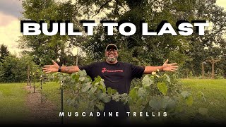 How I Built a Muscadine Trellis That’ll Outlast Me