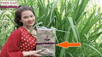 Giới Thiệu Ưu Điểm Giống Cỏ Ghine - Cỏ Sả Lá Lớn - Ghine Mombasa -  Ghine TD58