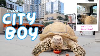 Taking Tiptoe to the big city DTLA *tortoise*