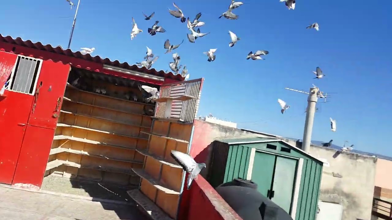 Η ΓΡΙΑ ΞΑΝΑΧΤΥΠΑ 250 ΠΛΑΣ ΣΤΗΝ ΝΙΚΑΙΑ !!!!