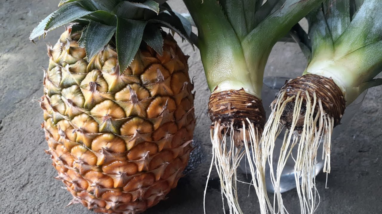 Como GERMINAR CORONA de PIÑA | Germinar Piña SIN SEMILLA y Plantar en ...