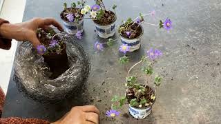 Frühlingsanemone Anemone Blanda In Der Drahtschale