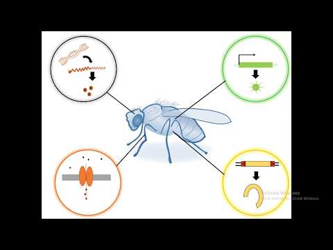 Video: Verbetering En Gebruik Van CRISPR / Cas9 Om Een sperma-markerende Stam Te Ontwikkelen Voor De Invasieve Fruitplaag Drosophila Suzukii