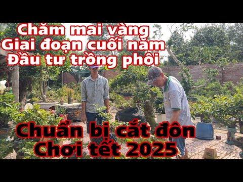 chăm sóc mai vàng trước tết – những cách trồng mai vàng hiệu quả cao mới nhất 2023