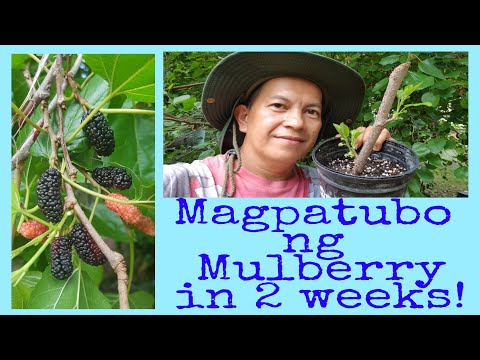 Video: Paglaganap Ng Mulberry