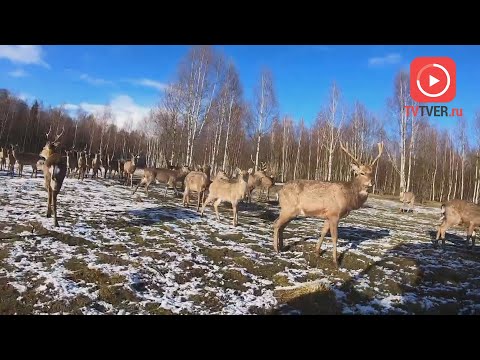 Зимняя сказка в оленьем царстве Усадьбы «Судимиръ»