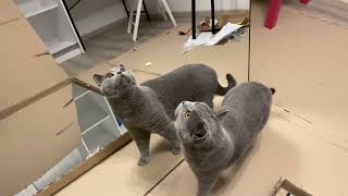 Funny British shorthair cat and the mirror 😂❤️😯😂🔝🔝🔝👍 by British Shelby 49 views 2 years ago 9 seconds