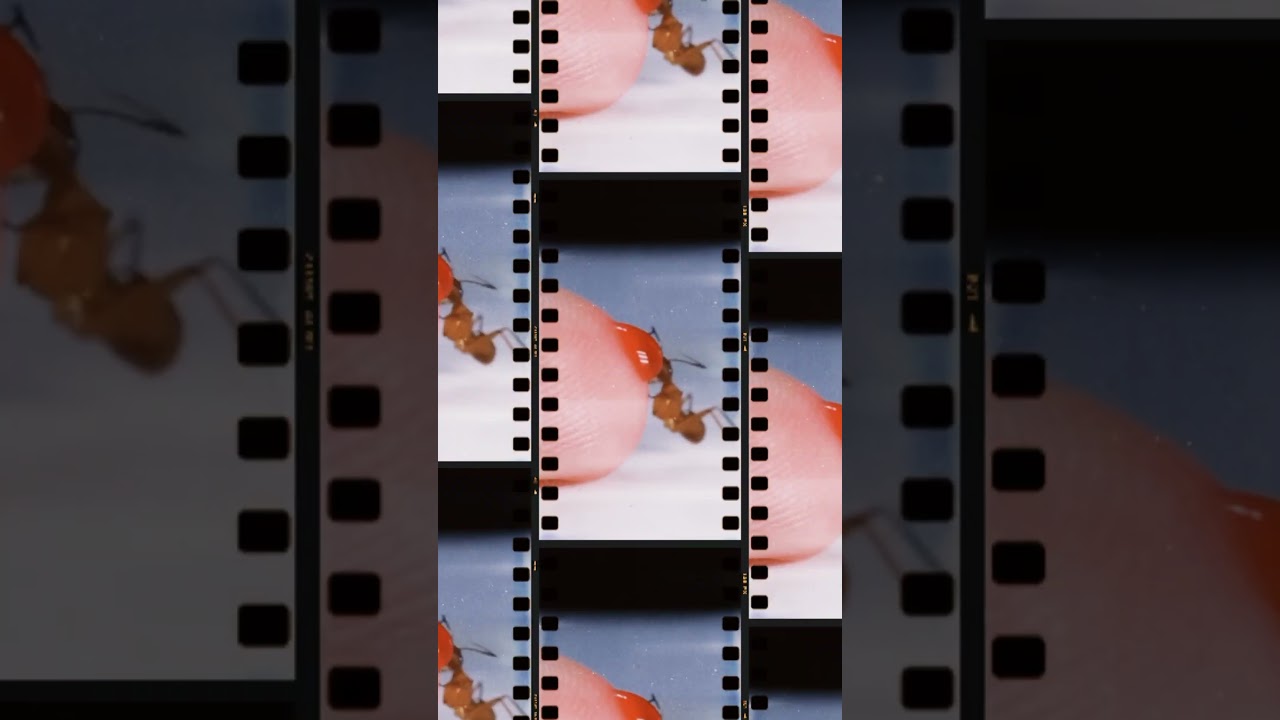 Ant Drinking Red Nectar sugar from finger   