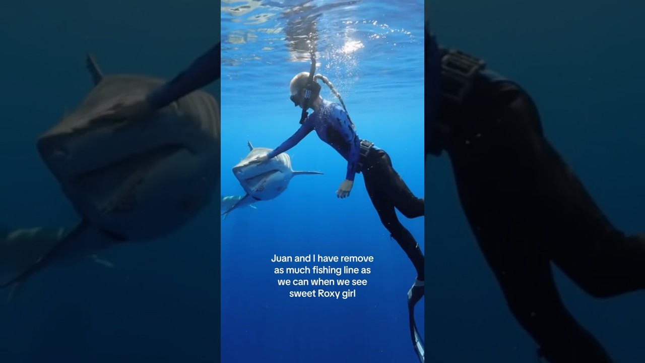 Our Sweet Tiger Shark, Roxy 💙 