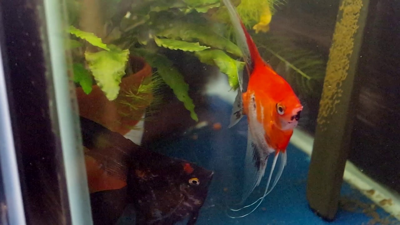 Koi/ Black Blushing Angelfish Breeding Pair 2121 YouTube