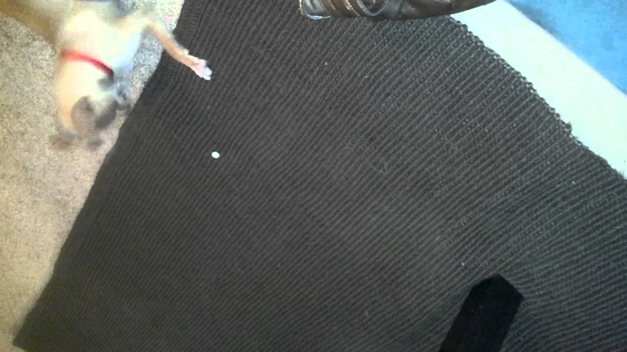 How my dog eats a skittle YouTube