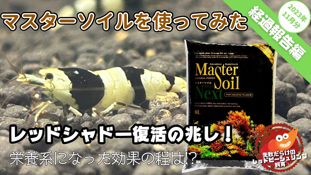 マスターソイルを使ってみた〜経過報告編2023年11月編〜