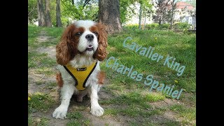 [SUB EN/PL] Słów kilka o rasie Cavalier King Charles Spaniel
