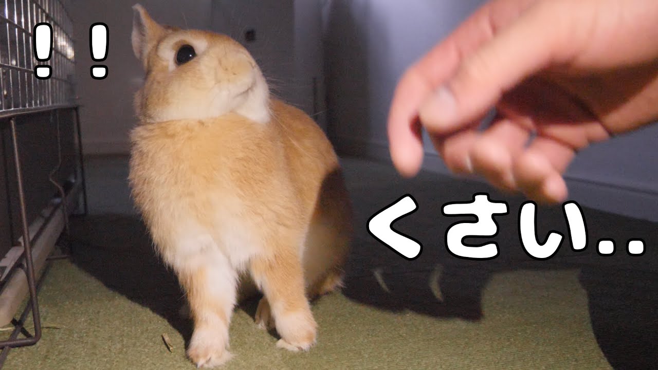 maxresdefault.jpg