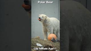 誰もいない?安全確かめるホッキョクグマ「リラ」#polarbear #shorts