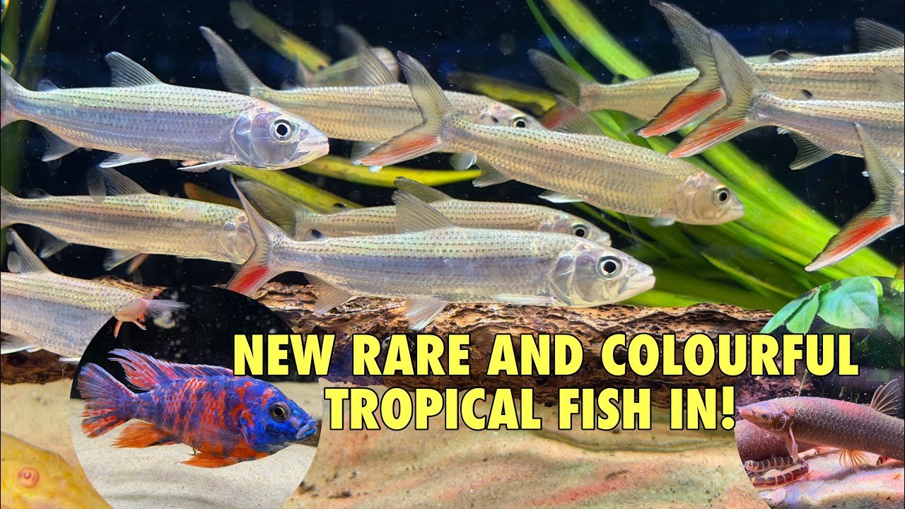Редкие и гигантские рыбы из Африки - новые павлины и многое другое! В аквариуме Urmston Aquatics