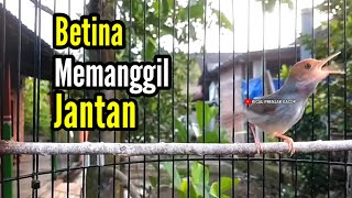 Prenjak Betina Gacor Istimewa Suara Jernih Memanggil Prenjak Jantan Cocok Buat Masteran