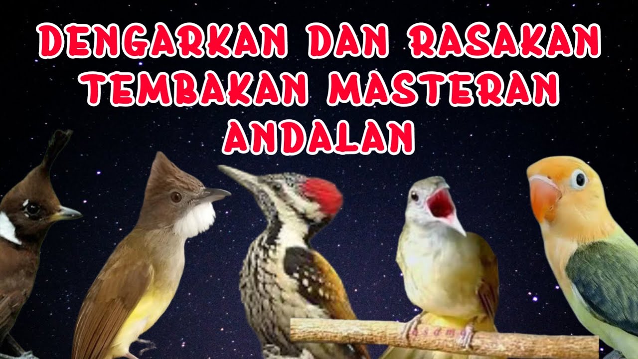 MASTERAN MURAI BATU FULL ISIAN TEMBAKAN TERBAIK MUDAH MASUK MURAI APAPUN ISIAN JELAS DAN JERNIH