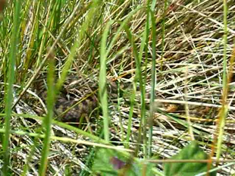 Adder (Vipera berus) in Cornwall...Up close!