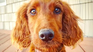 BEAUTIFUL Irish Setter Puppy In Training - Service Dog or Therapy Prospect - Lola