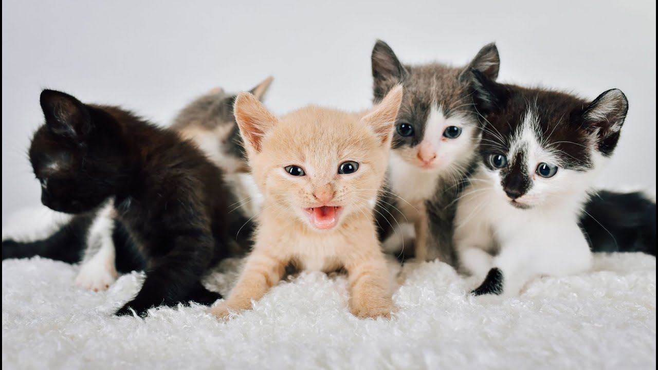 Cuteness Overload! Kittens Play with Bunny Rabbits, Baby Pups, Little ...