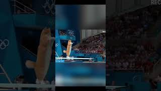 Cats Are Graceful Divers! 🤣🐱 #cats #cat #catshorts #catvideos  #swimming  #olympics #comedy #cute