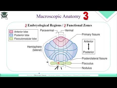 Macroscopic Anatomy of the Cerebellum thumbnail