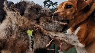 pest control ratting with terriers by Mr Johnsons working terriers 90,210 views 3 years ago 9 minutes, 52 seconds