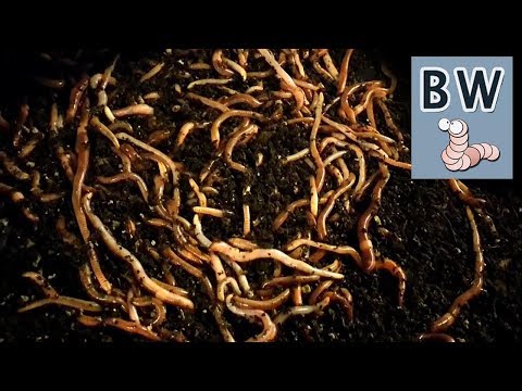 Video: How To Breed Worms