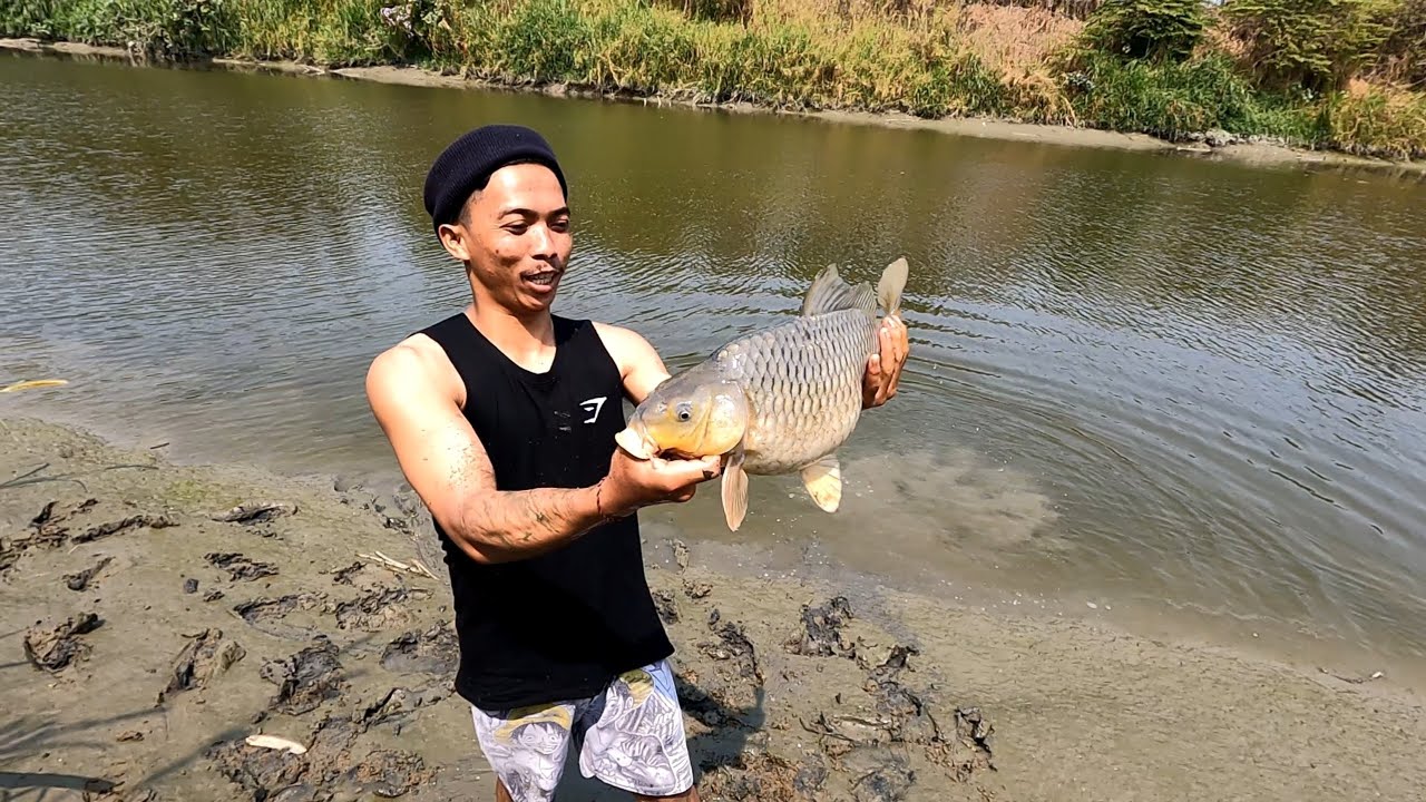 catching talapia fish//snakehead fish & koi fish// jala ikan nila ...