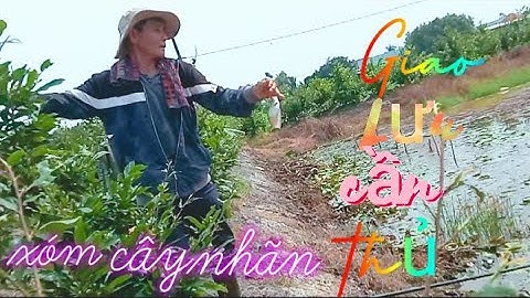 Câu Cá Rô Đồng Trê Vàng Thác Lác Giao Lưu Cần Thủ Cháo Lòng Xóm Cây nhãn