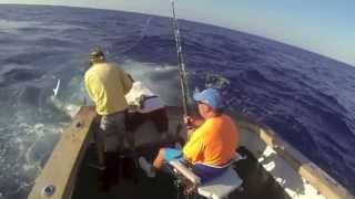 2014 Black Marlin Season Bounty Hunter Cairns Fishing