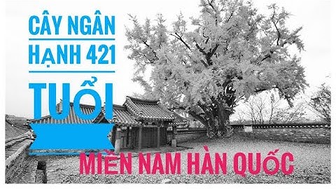 Cây ngân hạnh 421 tuổi ở 고창