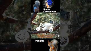 Синицы и их уникальное умение\Tits and their unique skill