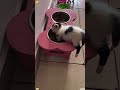 Cats have all sorts of weird sleeping positions #cat #funnytiktok #funny #funnyvideos #Foryou