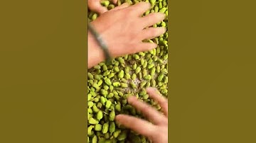 Trung Quốc thu mua vải thiều non