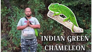 INDIAN GREEN CHAMELEON INFORMATION IN MARATHI | #chameleon