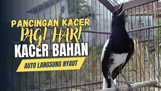 🔴 KACER GACOR NGEPLONG TARUNG !! PANCINGAN KACER PALING AMPUH BUAT MENAIKAN EMOSI KACER AUTO RESPON