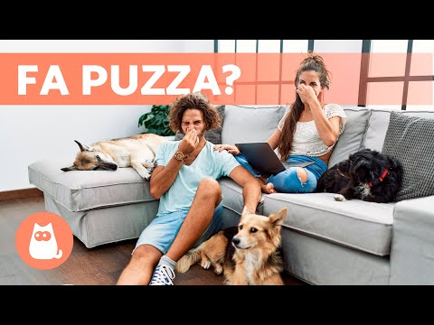 Video: Le cause del brivido nei cani