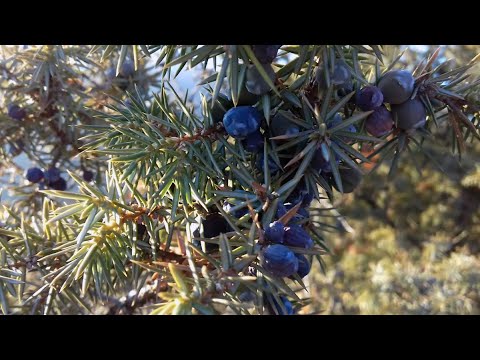 Video: Polifaq Yaşıl çəyirtkə