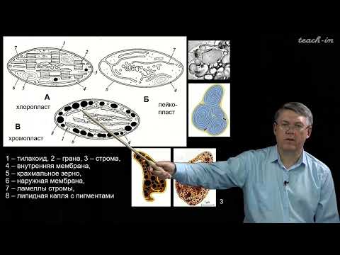 Видео: Какая часть человеческого тела похожа на хлоропласт?