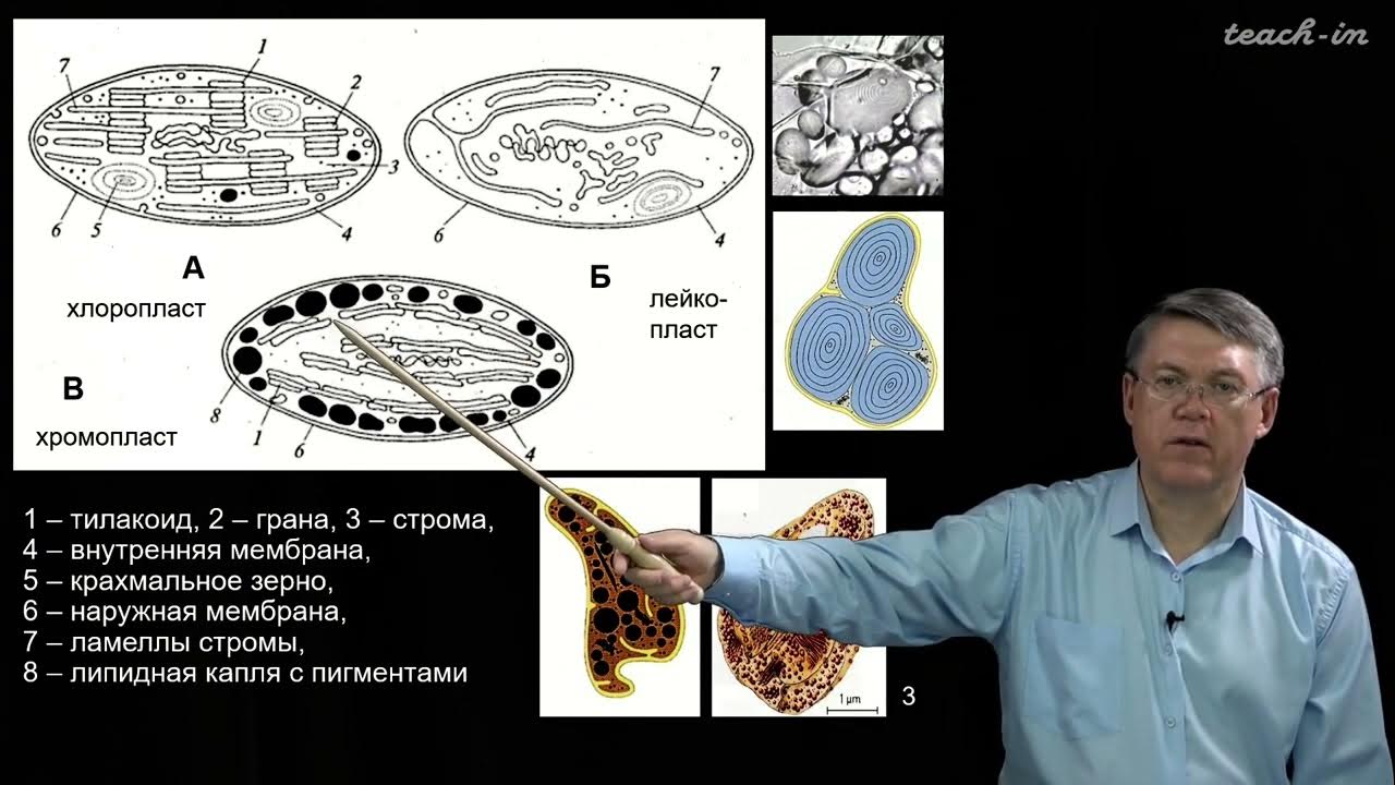 100 часов школьной биологии. 100 часов школьной биологии дубынин. Дубынин инстинкт треугольник. Солодова, богданова: биология. Биология 8 класс дубынин.