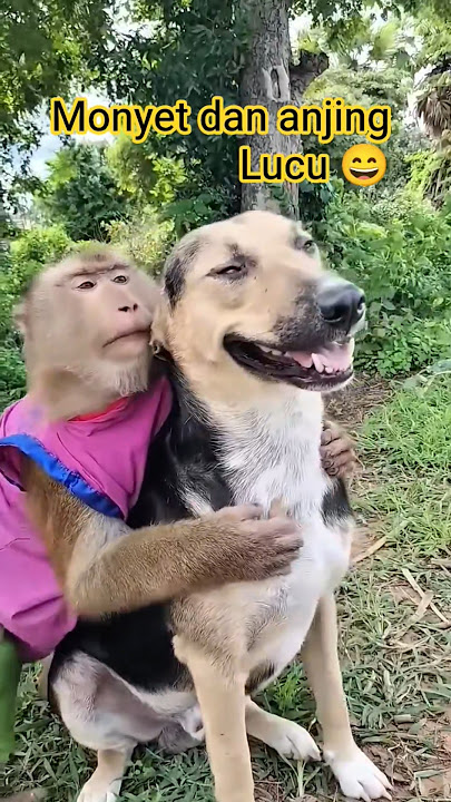 monyet dan anjing lucu #monyet #anjing